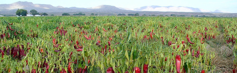 new-mexico-agriculture-in-the-classroom